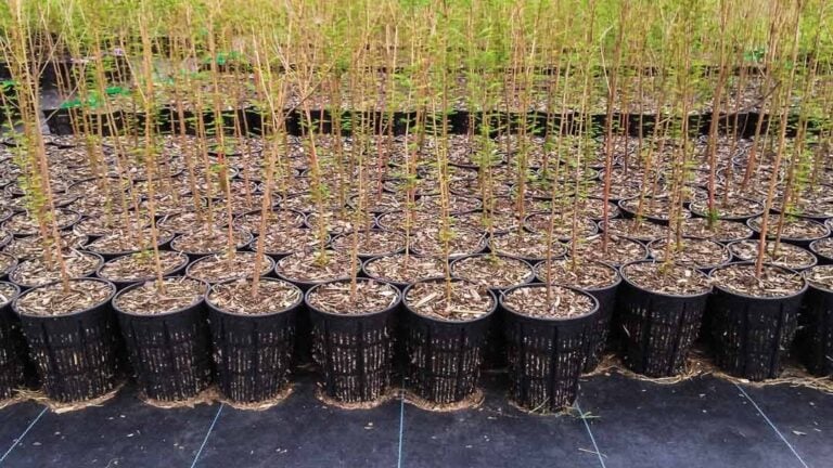 Nursery growers