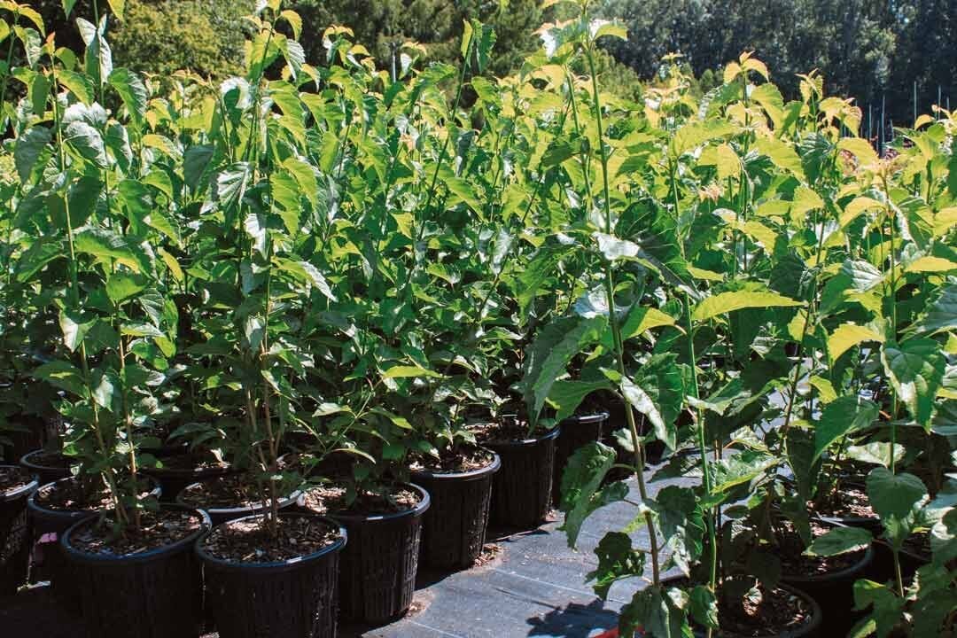 Air pruning containers with open slats