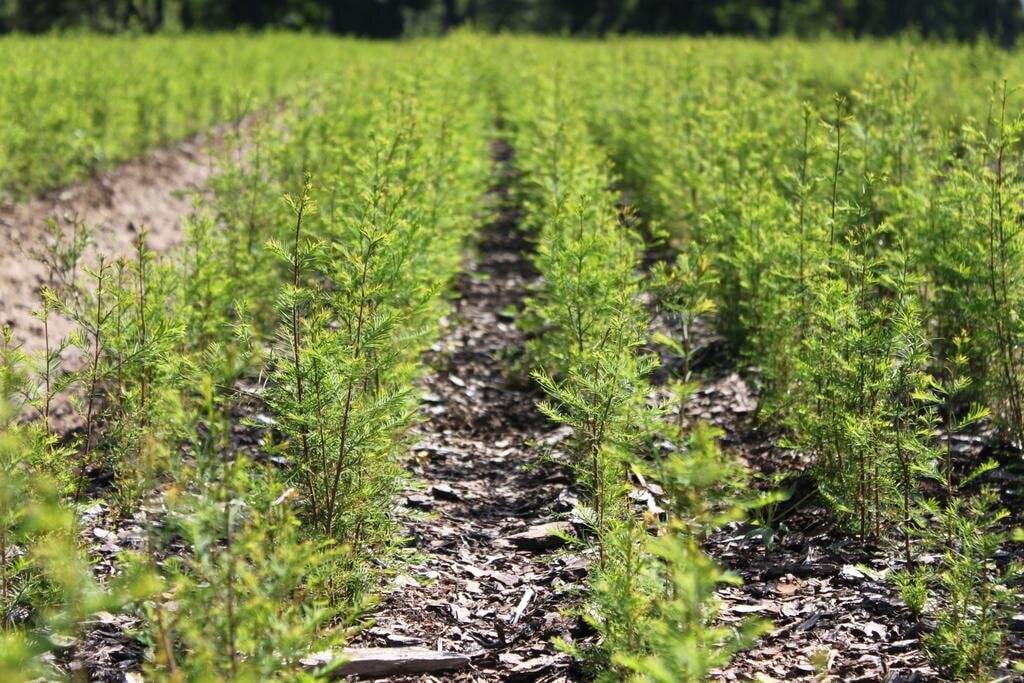 Balanced nutrition approach for nursery plants