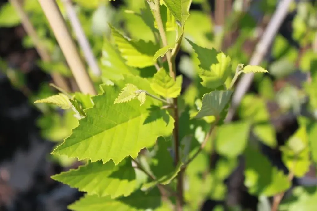 Shoot and top pruning for balanced growth