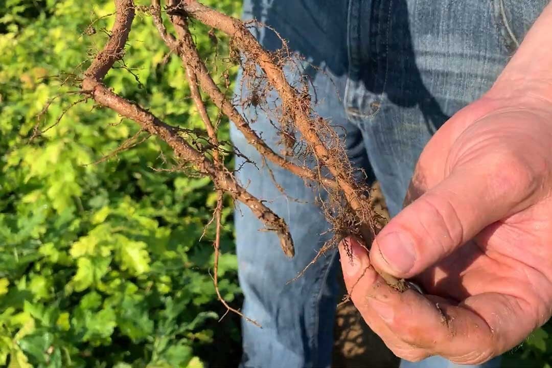 Undercutting process for lateral root development