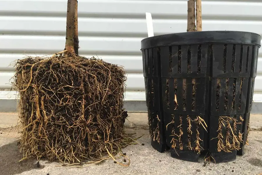 Air pruned root system from RediRoot container