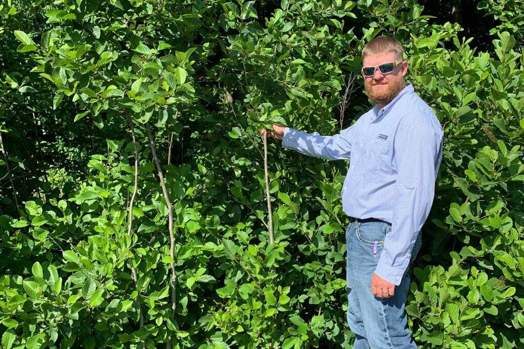 Vigorous live stakes grown in managed environments