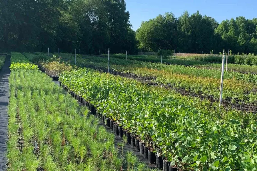 Native plant nursery container trees