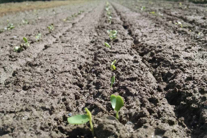 Seedling production at Native Forest Nursery