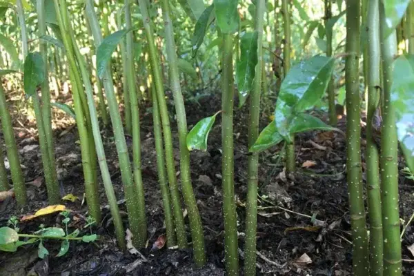 Premium graded seedlings