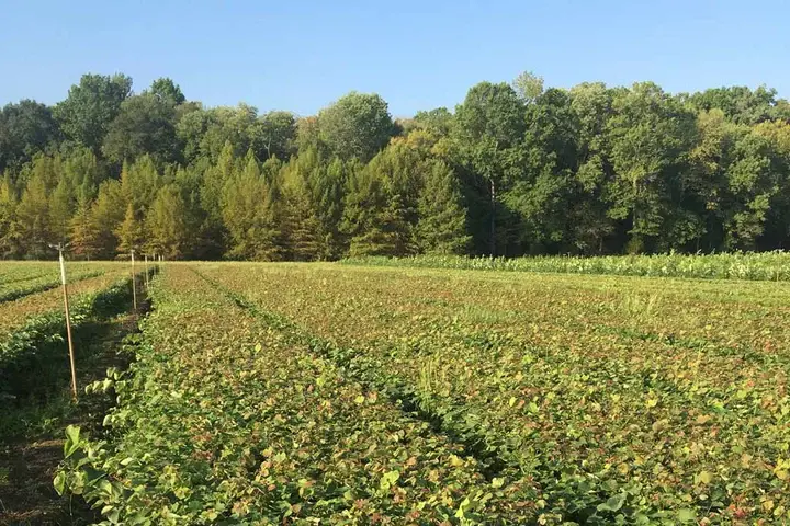 Conservation grade seedlings