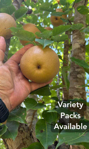 Fruit tree varieties