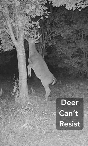 Deer attracted to fruit trees