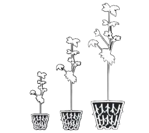 RediRoot Plastic Aeration Containers