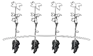 Wholesale Bare-Root Seedlings