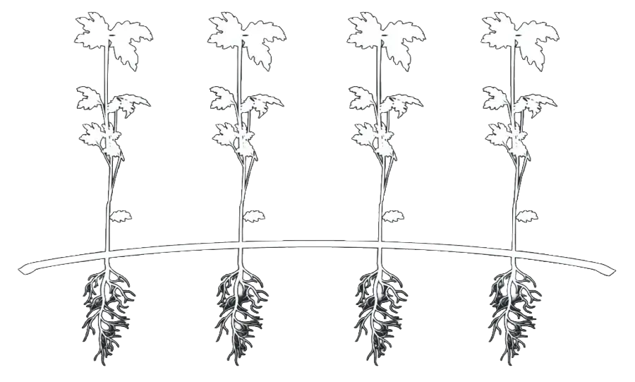 Premium bare root seedlings wholesale