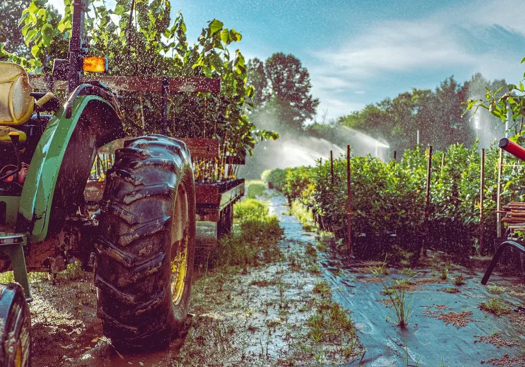 Native Forest Nursery