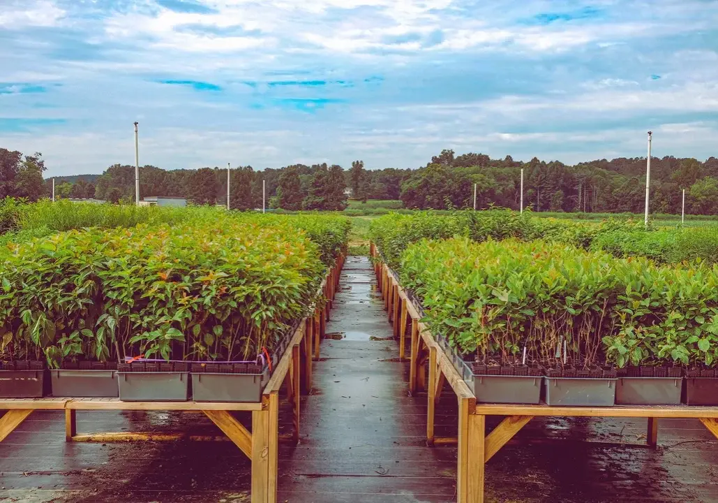 Native Forest Nursery