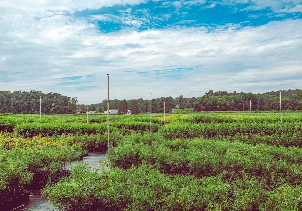 Native Forest Nursery
