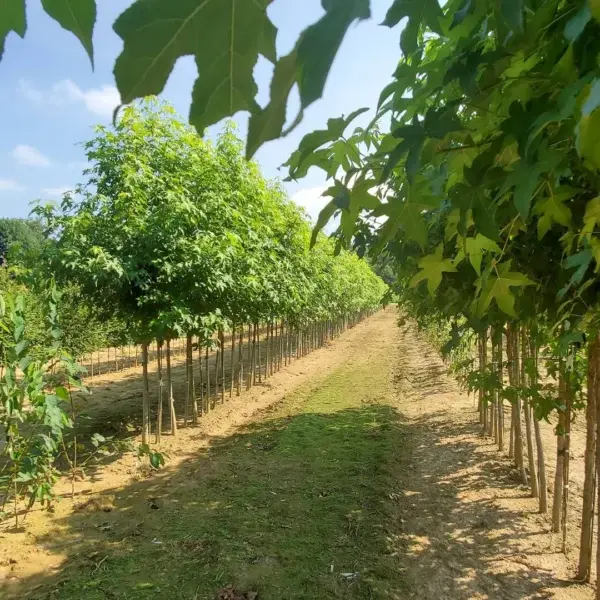 Native Forest Nursery